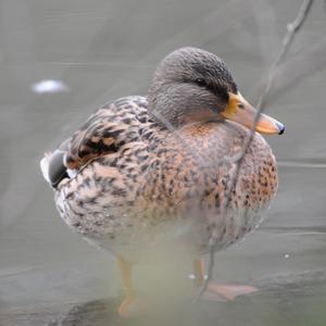 Mallard