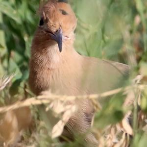 Eurasian Hoopoe