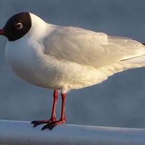 Black-headed Gull