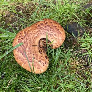 Dryad`s Saddle