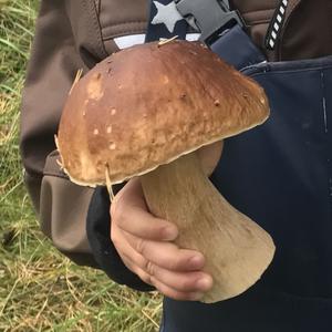 King Bolete