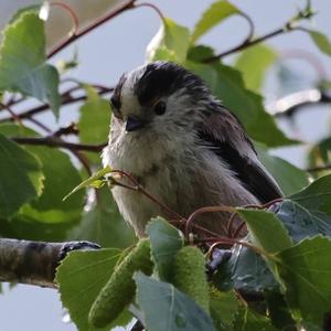 Long-tailed Tit