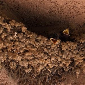 Barn Swallow