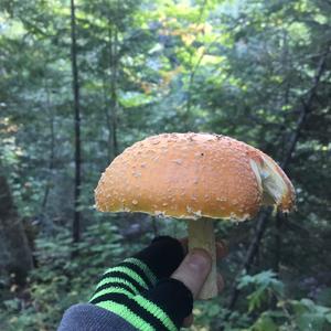 Fly Agaric