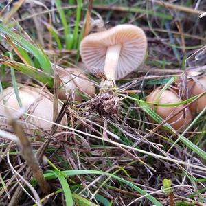 Fairy Ring Mushroom