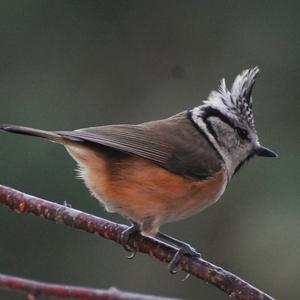 Crested Tit