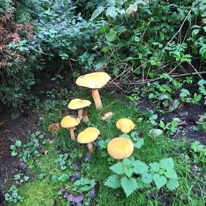 Golden False Pholiota