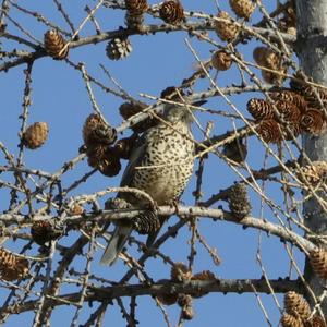 Mistle Thrush