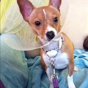 Unknown Breed