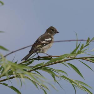 Eurasian Chaffinch