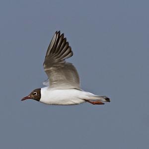 Black-headed Gull