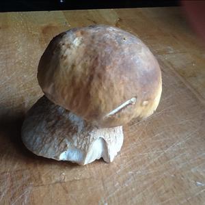 King Bolete