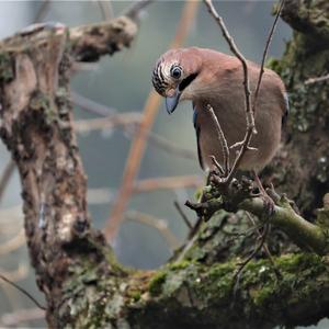 Eurasian Jay