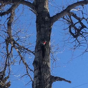 Pileated Woodpecker