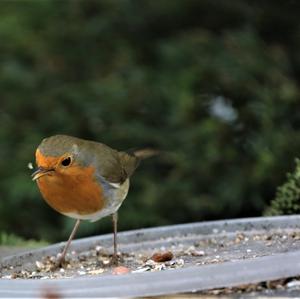 European Robin