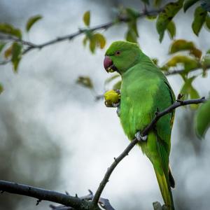 Alexandrine Parakeet