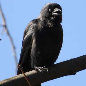 Eurasian Jackdaw