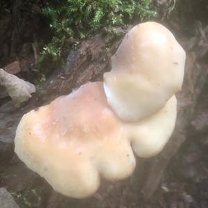 Oyster Mushroom