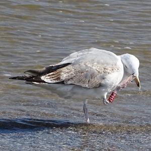 Unknown Species