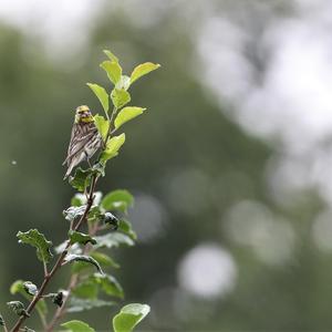 Eurasian Siskin