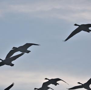 Canada Goose