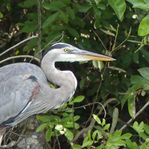 Great Blue Heron