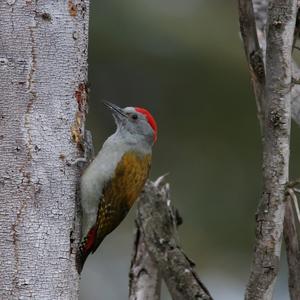 Grey Woodpecker