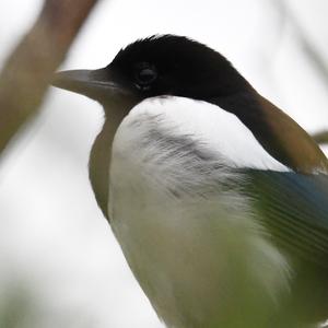 Black-billed Magpie