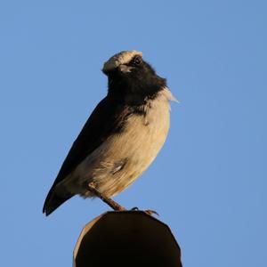 Mourning Wheatear