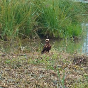 Western Marsh-harrier