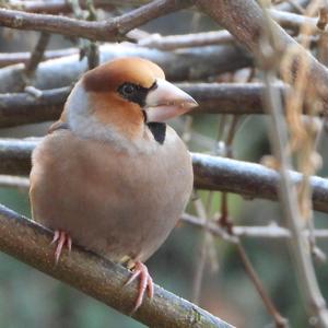 Hawfinch