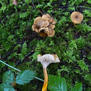 Trumpet Chanterelle