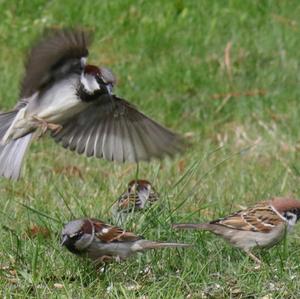 House Sparrow