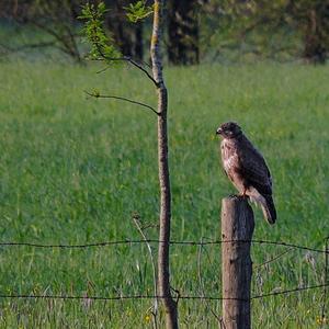 Common Buzzard