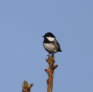 Coal Tit