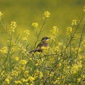 Grey Wagtail