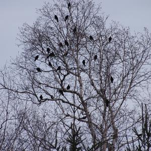 Common Grackle