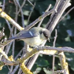 Great Tit