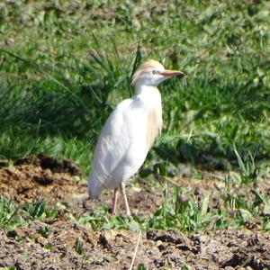 Cattle Egret