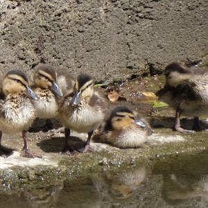 Mallard