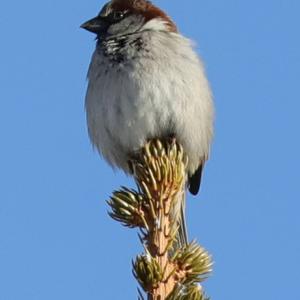 House Sparrow