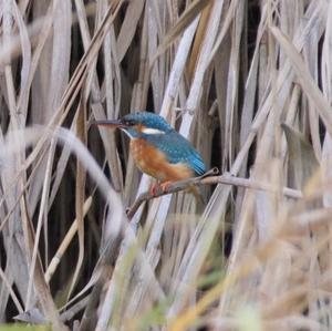 Common Kingfisher