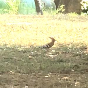 Eurasian Hoopoe