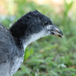 Common Coot