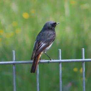 Black Redstart