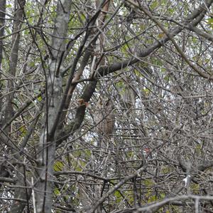 Long-eared Owl