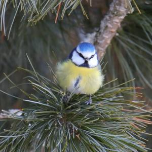 Blue Tit