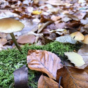 Deadly Galerina