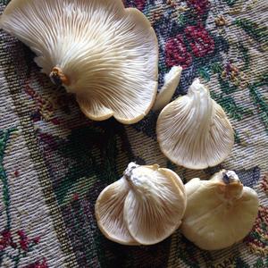 Trumpet Oyster Mushroom