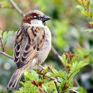 House Sparrow